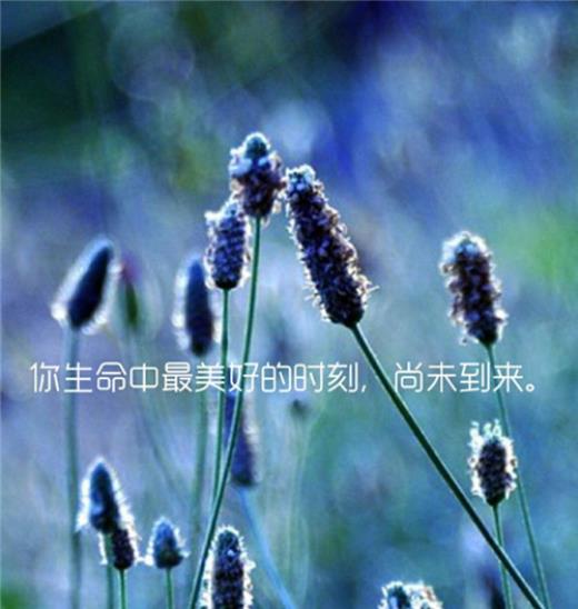 超甜表白文案短句