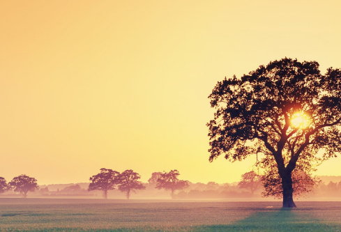 1702256988125029.png image.png