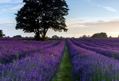 1702252518390255.png image.png