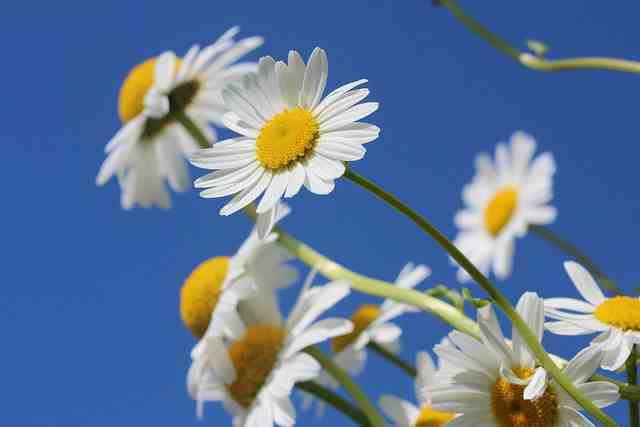 春天来了花开了的唯美说说(精选20句)